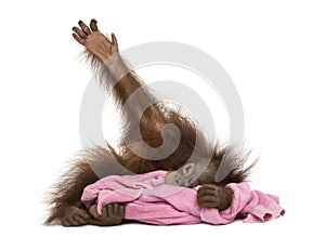 Young Bornean orangutan lying, cuddling a pink towel