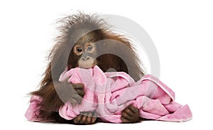 Young Bornean orangutan lying, cuddling a pink towel