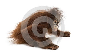 Young Bornean orangutan sitting down, Pongo pygmaeus photo