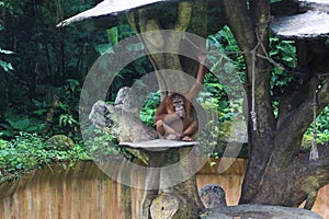 A young bornean orangutan sitting on a tree.