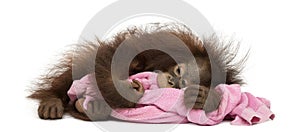 Young Bornean orangutan tired, lying and cuddling a pink towel