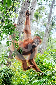 Young Bornean Orangutan on the tree in a natural habitat.
