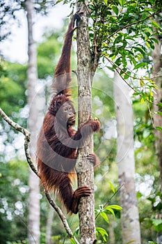 Young Bornean Orangutan on the tree in a natural habitat.