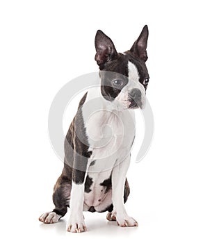 Young Boston terrier bi color isolated