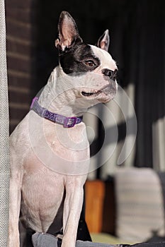 Young Boston Terrier dog looking out of a window seen from the outside looking in. Her distinctive ears are pointing upwards