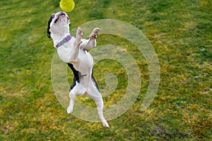 Young Boston Terrier puppy jumping at full stretch for a tennis ball. She is outside playing on the grass