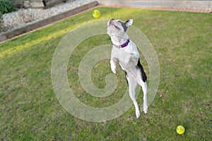 Young Boston Terrier puppy jumping at full stretch for a tennis ball. She is outside playing on the grass