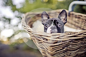 Young Boston Terrier riding in basket on Bicycle photo