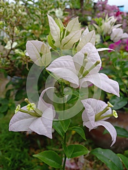 young bougainvillea