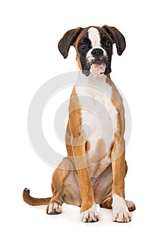 Young boxer dog isolated on white background