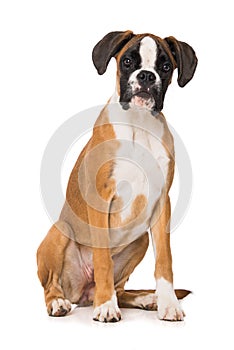 Young boxer dog isolated on white background