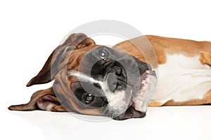 Young Boxer dog resting on a white background