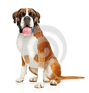 Young boxer dog on white background
