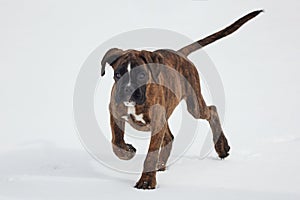young boxer puppy of tiger color. photo in winter on a snowy background