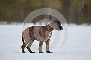 young boxer puppy of tiger color. photo in winter on a snowy background