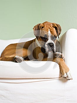 Young Boxer resting on white chair