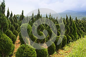 Young boxwood shrubs growing in a nursery