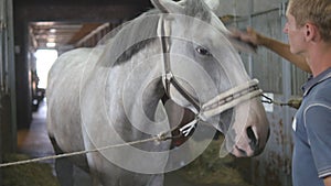 Young boy cleans a horse`s head in a stall. Man cleans a white horse from dust and dirt with brush. Care for animals