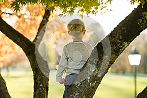Young boy climbing an autumn tree