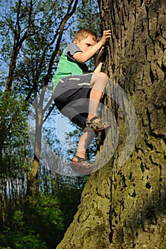 Young boy climbing tree