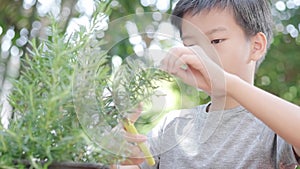 Young boy collecting rosemary from plant