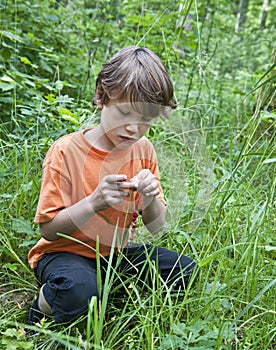 Young boy collecting wild strawberries