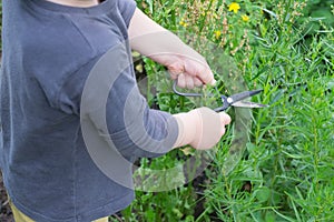 Young boy is cutting herbs