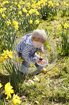 Young Boy On Easter Egg Hunt In Daffodil Field