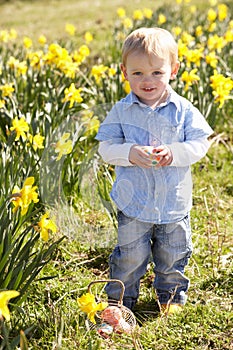 Young Boy On Easter Egg Hunt In Daffodil Field