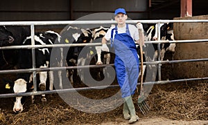 Young boy farmer posing while feeding cows at farm