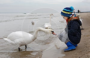 Young boy feeding bird swan