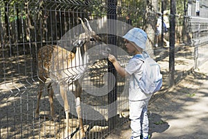 Young boy feeding deer