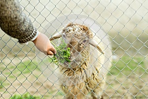 A young boy is feeding a sheep through a wired fence. He gives the sheep green food with his hand.