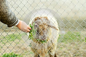 A young boy is feeding a sheep through a wired fence. He gives the sheep green food with his hand.