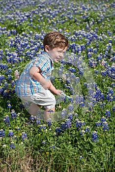Young Boy in Field of Blue Bonnet Flowers
