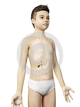 Young boy - the gallbladder