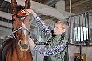 Young boy is grooming the horse