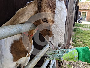 A young boy hand feeds a goat at a petting zoo with a glove on