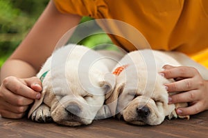 Young boy hands protect the sleep of his new puppy dogs