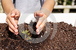 Young boy hands protecting a nursling plant in a tray.