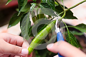 Young boy harvesting green chilli