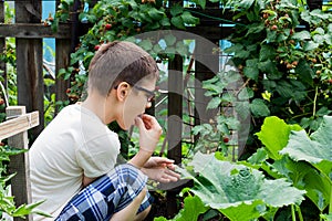 A young boy is harvesting raspberries from a Bush in the countryside