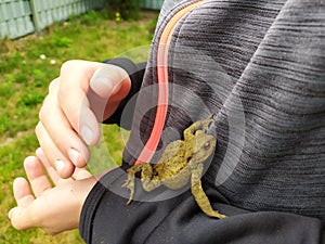 Young boy holding a green toad in his child hands with animal care to rescue his little amphibian friend with his european fingers