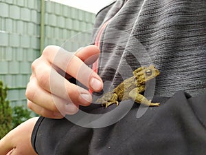 Young boy holding a green toad in his child hands with animal care to rescue his little amphibian friend with his european fingers