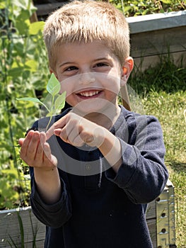 Young boy holdingand pointing at seedling plant sprout in hand