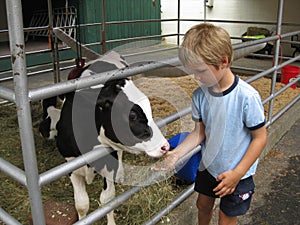 Young boy and Holstein calf