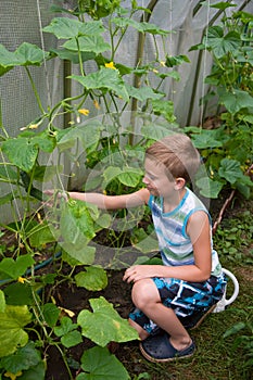 Young boy in hothouse