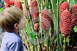 Young Boy Looking at Costus Comosus var. Bakeri - Plant photo