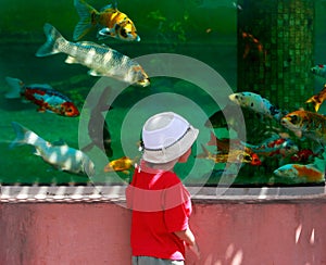 Young boy looking at fishes