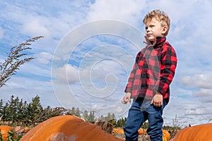 Young boy looking at horizon in a pumpkin field readu for harvest